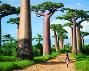 madagascar-baobab-afrique